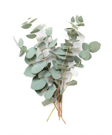 Schupp lbad Eucalyptus 200ml - Revitalize & Refresh Your Skin | International Shipping Available - Buy Online on GoSupps.com