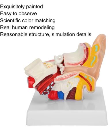 1.5X Magnified Human Ear Model Painted Artificial Ear Model Auditory System Organ Ear Structure Teaching Office Decoration Beige - Buy Online on GoSupps.com