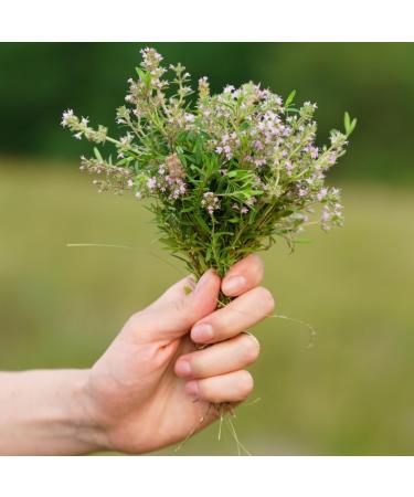 Dried Rubbed Thyme 500g (1.1lb) - 100% Pure & Natural for Spice Mixtures & Tea - Buy Online on GoSupps.com