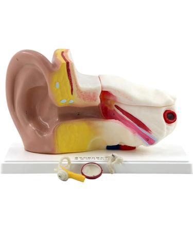 Ear Anatomy Model Expansion Display Educational Tool Teaching Model School Learning Tool Ear Model Structure - Buy Online on GoSupps.com
