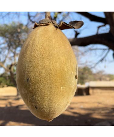 Buy 100% Natural Baobab Oil 1.69 fl.oz | Handcrafted Cold Pressed Wild Harvested - Shop Internationally - Buy Online on GoSupps.com