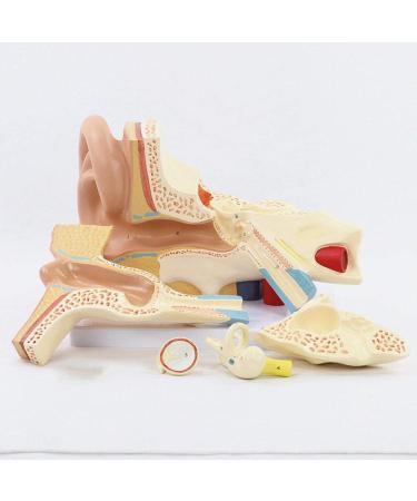 Ear Model Shows The Outer Ear Middle Ear Inner Ear Ossicles and Inner Ear are The Removable Ear Anatomy 1 - Buy Online on GoSupps.com