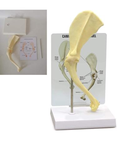 Dog/Dog Shoulder Joint Model Veterinary Office Education Tool Dog Shoulder Animal Dog Scapula Model Used to Demonstrate Learning Model