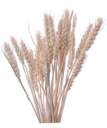 Cabilock Natural Dried Flowers 30 Pcs Natural Artificial Flower Decorative Artificial Flower As Shownx2pcs mediumx2pcs - Buy Online on GoSupps.com