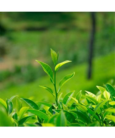 100g chinois printemps th vert Longjing Dragon bien th cru au th parfum nourriture verte - Buy Online on GoSupps.com