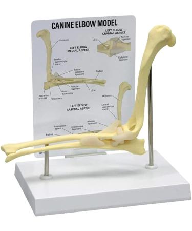 Dog Canine Elbow Joint Model Educational Model Dog Elbow Joint Model Dog Elbow Joint for Veterinary Study Teaching - Buy Online on GoSupps.com