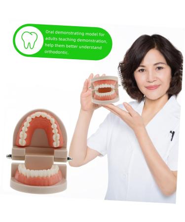 Solustre Removable Tooth Model - Educational Oral Cavity Toy for Kids | Preschool Teaching Model for Dental Awareness - Buy Online on GoSupps.com