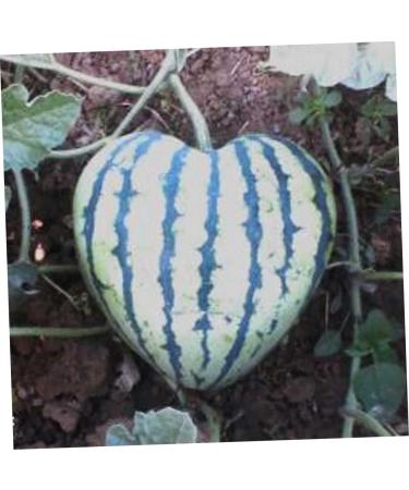 Artibetter Fruit Vegetables Vegetable Mould Shaping Mold Vegetable Growth Mould Cooking Utensils Moss Cucumber 17x17cm Transparent - Buy Online on GoSupps.com