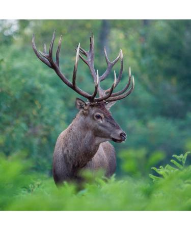 Naftie Hirschweih Half Antler Bone - Natural Chew for Large Dogs | Dental Care Snack | Premium Antler Kausnack L - Buy Online on GoSupps.com