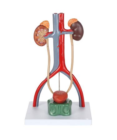 Educational Model Urea Model 13.5 Inch Male Urine System Anatomy Model with Kidneys with Adrenal Glands Urine Conductors Bladder 19 Numbered