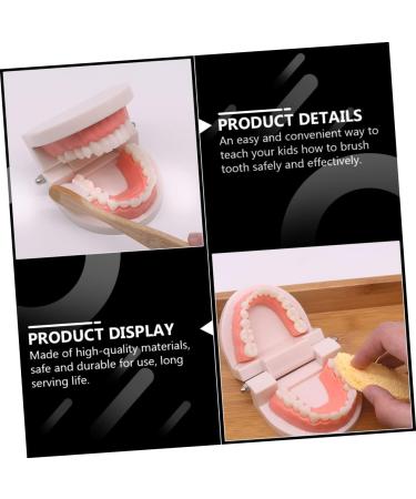 Ipetboom Children's Dental Education Toy | Early Learning Model for Dental Health | Reusable Tooth Model for Kids - Buy Online on GoSupps.com