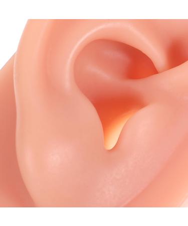 Beaupretty 3D Silicone Ear Model for Acupuncture & Massage Practice - Realistic Human Ear Display - Buy Online on GoSupps.com