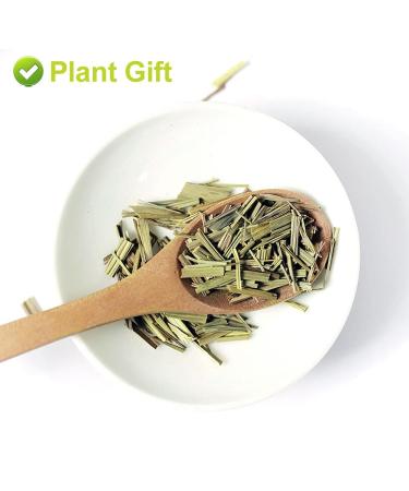 Buy PlantGift Dried Lemongrass Tea Figs - Premium Quality International Shipping - Buy Online on GoSupps.com