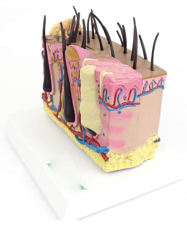 Dog Skin Model Insect Bite Pathology Mite Flea Hair Subcutaneous Tissue Vascular Nerve Shaping Dog Knee Joint - Buy Online on GoSupps.com