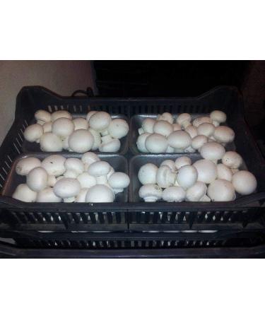 Portal Cool 28gr / 1 (Oz) Pulsante Bianco di Funghi micelio Spawn per la coltivazione su cartone - Buy Online on GoSupps.com