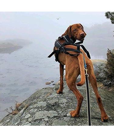 Trekking Belt by Nonstop | Running & Jogging Belt for Dogs (M Blue) - Ideal Hiking Accessory - Buy Online on GoSupps.com