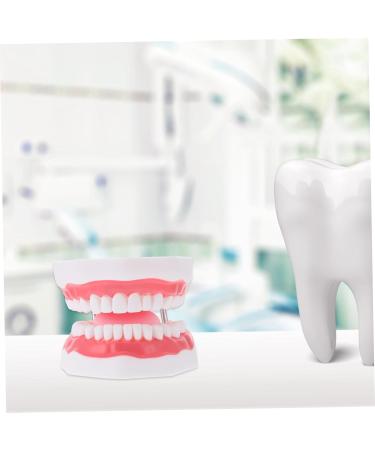 Ultechnovo 3D Tooth Model for Adult Education | Dental Teaching Model & Typodont for Dentists - International Shipping Available - Buy Online on GoSupps.com