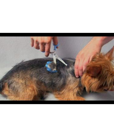 Scaredy Cut Silent Home Pet Grooming Kit - No Buzz Clipper + Dematting Comb (Blue, Right-Handed) - Buy Online on GoSupps.com
