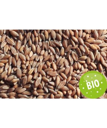 Organic Spelt Pillow 7-Chamber Heat Cushion for Back & Loin (65x15cm) - Red Hearts | Eco-Friendly Comfort - Buy Online on GoSupps.com