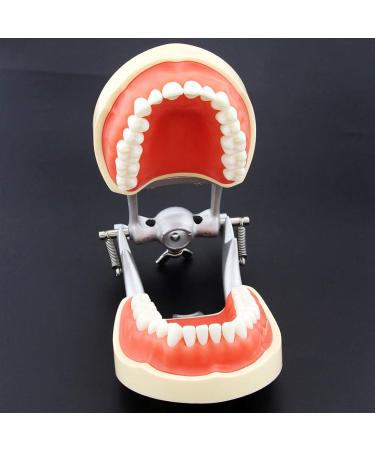 Lmeili Dental Typodont joint model teeth model dastal teaching study anatomy model removable teeth standard typodont demonstration