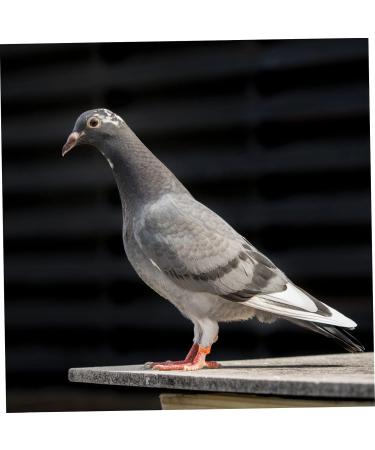 BESPORTBLE 200 Pcs Pigeon Anklet Pigeon Bands Numbered Bird Foot Band Pet Baby Quail Plastic Chicken Drumsticks 1.3X1.3CMx2pcs Orangex2pcs - Buy Online on GoSupps.com