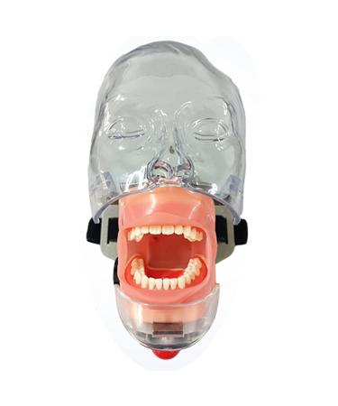 Premium Dental Simulation Model - Simple Head Shape with Removable Stomatology & Tooth Preparation Exercise for Effective Learning - Buy Online on GoSupps.com