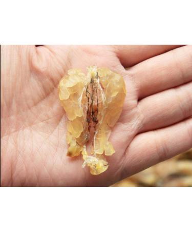 20 Grams Wild Dried Rana dybowskii Oil Rana chensinensis Oil Chinese Forest Frog Oil (Small-Size)