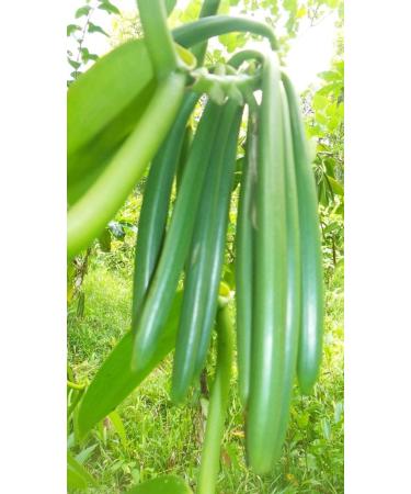 Premium Extraction Grade Vanilla Beans - 27-66 Pods (13.43/oz) - Buy Online on GoSupps.com