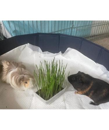 Cat Grass Barley 3 Pack by Cat FurNature - Buy Online on GoSupps.com