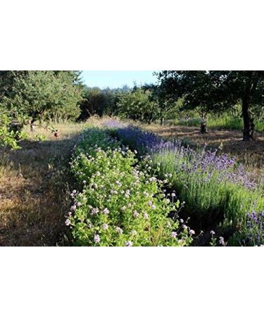 Magnesium Oil Topical Spray with Biodynamic Lavender and Rosemary Hydrosols (4 Oz) - Buy Online on GoSupps.com