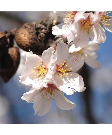 PRIMAVERA Organic Almond Oil 6 x 100ml - Nourishing Aroma Oil Natural Vegan Cosmetics - Buy Online on GoSupps.com