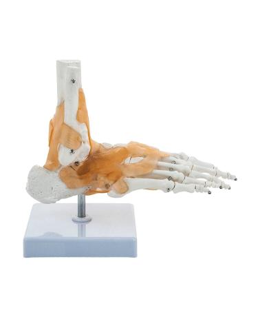 sainio Ankle Skeletal Model with Movement of The Ankle Joint Flexible Ligaments