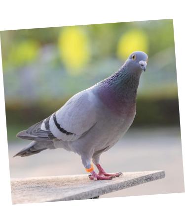 FOMIYES 300 Pcs Pigeon Anklet Ring Protector Parrot Leg Ring Foot Ring for Pigeon Xuan Feng Birds Baby 1.3X1.3CMx3pcs Orangex3pcs - Buy Online on GoSupps.com