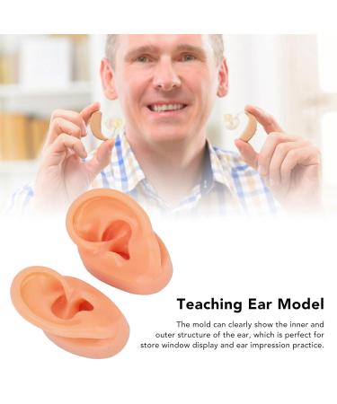 Silicone Human Ear Model for IEM Earphones Display - Perfect for Lecturing - Buy Online on GoSupps.com