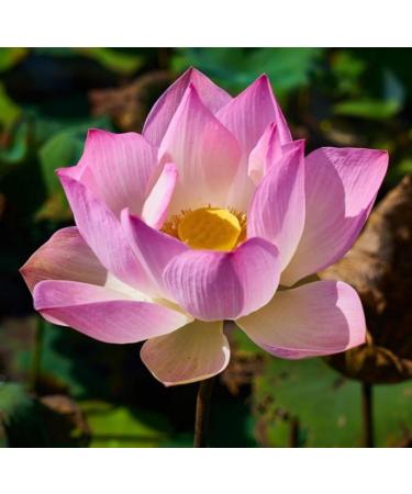 Pink Lotus Absolute Oil Organic Pure Natural 1 mL - Buy Online on GoSupps.com
