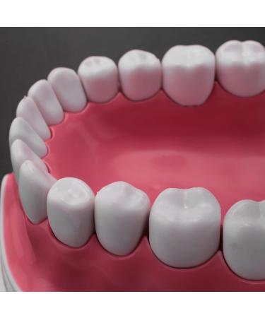 Bwardyth Dental Model - Anatomical Teeth Typodont for Brushing & Flossing Practice - Ideal for Dental Education & Demonstration - Buy Online on GoSupps.com