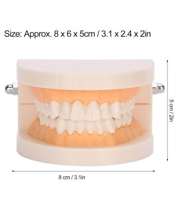 Standard Tooth Model & Dental Practice Tools - Anatomical Typodont for Teaching & Study - Buy Online on GoSupps.com