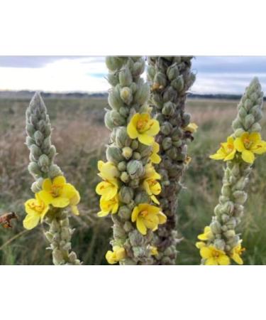 Mullein Leaf Tea Herb for Respiratory Support Mucous Membranes Lung Cleanse and Detox| Dried Leaves Blend Cut and Sifted| Made in USA (2 OZ) 2 Ounce (Pack of 1) - Buy Online on GoSupps.com