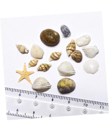 minkissy 1 Box Conch Jewelry Nail Art Decoration Nail Decorations for Nail Art Shell Decor Nail Jewelry Conch Shells Nail Decoration Nail Ornament Nail Stickers 3d False Nails - Buy Online on GoSupps.com