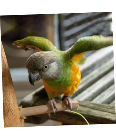 HANABASS 2 Pcs 15 Pet Leash Cockatiel Leash Cockatiel Harness Chicken Leashes and Harnesses Budgie Leash Size 5x2pcs As Shownx2pcs - Buy Online on GoSupps.com