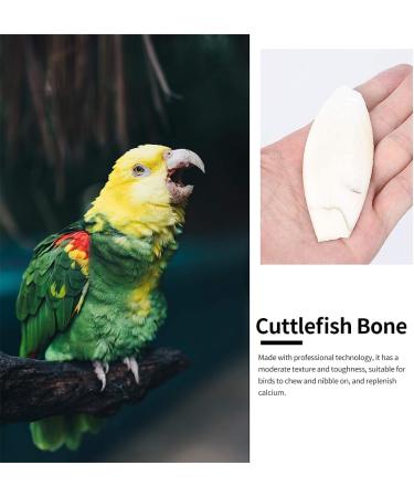 Buy Sepia Bowls & Shells for Turtles | 6-Piece Miniature Sepia Shells & Squid Bones for Birds | Premium Quality Decorative Bird Tools - Buy Online on GoSupps.com