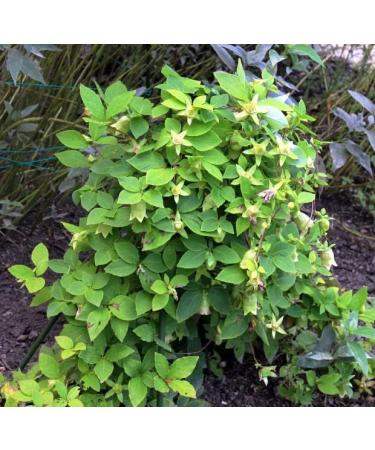 bodi : Codonopsis Root 10:1 Extract Powder | 4oz to 5lb | 100% Pure Natural Hand Crafted (4 oz) 4 Ounce (Pack of 1) - Buy Online on GoSupps.com