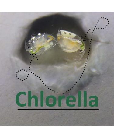 GREEN WATER FARM Concentrated Chlorella Powder for Feeding Crustaceans - Daphnia Moina Rotifer Fairy Shrimp and Other Live Fish Food - Buy Online on GoSupps.com
