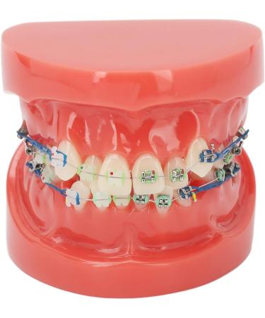 Premium Dental Model Display with 24 Teeth - Metal Wires & Ceramic Mount for Oral Education & Lab Practice - Buy Online on GoSupps.com