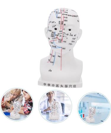 Minkissy Realistic Acupuncture Point Model - Hospital & Laboratory Supplies for Head Massage | 22x12x8cm PVC Scalp Pin Model - Buy Online on GoSupps.com