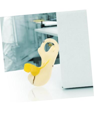 Buy Mobestech Ear Labyrinth Model - Realistic Human Ear Anatomy Display | Perfect Teaching Prop for Education - Buy Online on GoSupps.com