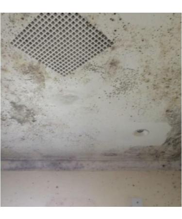 Mould & Mildew Remover Spray - Removes Mouldy Stains From Walls Tiles Silicone Seals & More - 500ml - Buy Online on GoSupps.com