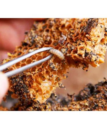 2-Pack Wax Moth Larvae Tincture 25% Galleria mellonella Extract | 120 ml Total (2 x 60 ml) Ognevka Liquid Bee Supplement for Respiratory Wellness & Immune Support - Buy Online on GoSupps.com