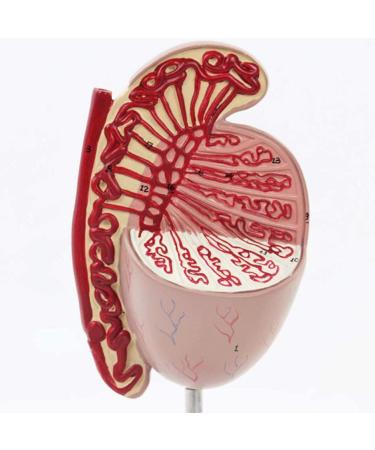 SGSHQ Quoto Modell: Expert Urology & Andrology Reproductive Health Training Model for Sperm & Semen - Enhance Medical Education - Buy Online on GoSupps.com