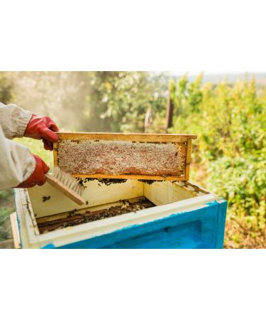 Homestead Honey Sticks (50 Pack) - 5 Flavors - Clover, Cinnamon, Orange, Lemon, Ginger - Pure American Honey with Essential Oils - 1 Count - Buy Online on GoSupps.com